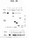 Fig. 03 - ErbB interface peptidomimetics and methods of use thereof
