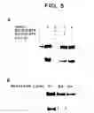 Fig. 07 - ErbB interface peptidomimetics and methods of use thereof