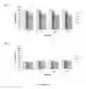 Fig. 05 - Monoclonal antibody for APP