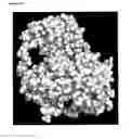 Fig. 16 - METHODS OF ANALYSIS AND DETECTING MOLECULAR DEFECTS IN TRANSCOBALAMIN I DEFICIENCY