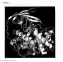Fig. 17 - METHODS OF ANALYSIS AND DETECTING MOLECULAR DEFECTS IN TRANSCOBALAMIN I DEFICIENCY