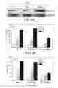 Fig. 05 - GRP78 AND TUMOR ANGIOGENESIS