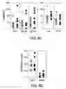 Fig. 07 - GRP78 AND TUMOR ANGIOGENESIS