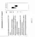 Fig. 23 - Polypeptides and antibodies derived from chronic lymphocytic leukemia cells and uses thereof
