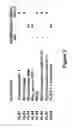 Fig. 03 - Tumor suppressor factor