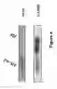 Fig. 05 - Tumor suppressor factor