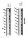 Fig. 09 - Tumor suppressor factor