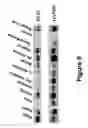 Fig. 10 - Tumor suppressor factor