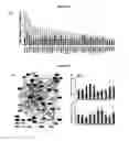 Fig. 19 - EGFR/NEDD9/TGF-BETA INTERACTOME AND METHODS OF USE THEREOF FOR THE IDENTIFICATION OF AGENTS HAVING EFFICACY IN THE TREATMENT OF HYPERPROLIFERATIVE DISORDERS