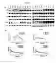 Fig. 22 - EGFR/NEDD9/TGF-BETA INTERACTOME AND METHODS OF USE THEREOF FOR THE IDENTIFICATION OF AGENTS HAVING EFFICACY IN THE TREATMENT OF HYPERPROLIFERATIVE DISORDERS