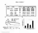 Fig. 27 - EGFR/NEDD9/TGF-BETA INTERACTOME AND METHODS OF USE THEREOF FOR THE IDENTIFICATION OF AGENTS HAVING EFFICACY IN THE TREATMENT OF HYPERPROLIFERATIVE DISORDERS
