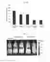 Fig. 06 - Liposome for liver-specific delivery and release of therapeutic nucleic acids or drugs