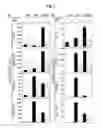 Fig. 02 - Tissue-Engineered Endothelial and Epithelial Implants Differentially and Synergistically Regulate Tissue Repair