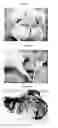 Fig. 14 - LAYER SILICATE NANOCOMPOSITES OF POLYMER HYDROGELS AND THEIR USE IN TISSUE EXPANDERS