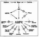 Fig. 01 - PHARMACEUTICAL COMPOSITION FOR THE TREATMENT AND PREVENTION OF DISEASES INVOLVING IMPOTENCE