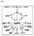 Fig. 02 - PHARMACEUTICAL COMPOSITION FOR THE TREATMENT AND PREVENTION OF DISEASES INVOLVING IMPOTENCE