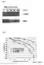 Fig. 04 - PHARMACEUTICAL COMPOSITION FOR THE TREATMENT AND PREVENTION OF DISEASES INVOLVING IMPOTENCE