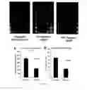 Fig. 27 - Flaxseed lignan complex, methods of using and compositions thereof