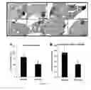 Fig. 28 - Flaxseed lignan complex, methods of using and compositions thereof