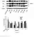 Fig. 30 - Flaxseed lignan complex, methods of using and compositions thereof