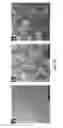 Fig. 11 - Method of forming a film of graphite oxide single layers, and applications of same