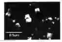 Fig. 02 - Toner for electrophotography and process for producing the same