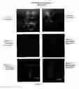 Fig. 09 - Assay for detection of transient intracellular CA