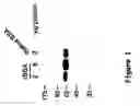 Fig. 02 - rBSA from expression, secretion and purification of recombinant  bovine serum albumin (rBSA) from and uses thereof
