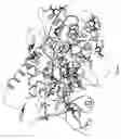 Fig. 02 - Mutant enzymes
