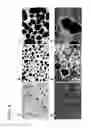 Fig. 07 - Differentiation and enrichment of islet-like cells from human pluripotent stem cells