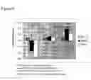 Fig. 07 - Blastomere culture to produce mammalian embryonic stem cells