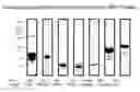Fig. 01 - Detection Of Rho Proteins