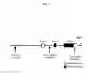 Fig. 02 - METHOD FOR EVALUATION OF DRUG SENSITIVITY BY ANALYSIS OF POMC GENE