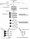 Fig. 01 - Primer set and probe for detection of human papillomavirus
