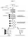 Fig. 02 - Primer set and probe for detection of human papillomavirus