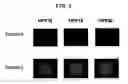 Fig. 06 - Primer set and probe for detection of human papillomavirus