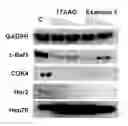 Fig. 01 - COMPOUNDS AS HSP90 INHIBITORS