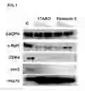 Fig. 02 - COMPOUNDS AS HSP90 INHIBITORS