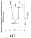 Fig. 99 - RNA Interference Mediated Inhibition of Gene Expression Using Chemically Modified Short Interfering Nucleic Acid (siNA)