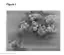 Fig. 02 - Semi-crystalline absorbable microspheres