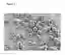 Fig. 03 - Semi-crystalline absorbable microspheres