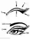 Fig. 01 - Decorative eyelid covering and process