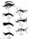 Fig. 03 - Decorative eyelid covering and process