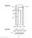Fig. 07 - Biosensor, thin film electrode forming method, quantification apparatus, and quantification method