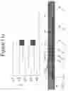 Fig. 28 - DEVICES AND METHODS FOR ANALYZING BIOMOLECULES AND PROBES BOUND THERETO