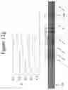 Fig. 30 - DEVICES AND METHODS FOR ANALYZING BIOMOLECULES AND PROBES BOUND THERETO