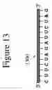 Fig. 32 - DEVICES AND METHODS FOR ANALYZING BIOMOLECULES AND PROBES BOUND THERETO