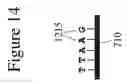 Fig. 33 - DEVICES AND METHODS FOR ANALYZING BIOMOLECULES AND PROBES BOUND THERETO