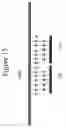 Fig. 34 - DEVICES AND METHODS FOR ANALYZING BIOMOLECULES AND PROBES BOUND THERETO