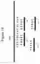 Fig. 37 - DEVICES AND METHODS FOR ANALYZING BIOMOLECULES AND PROBES BOUND THERETO
